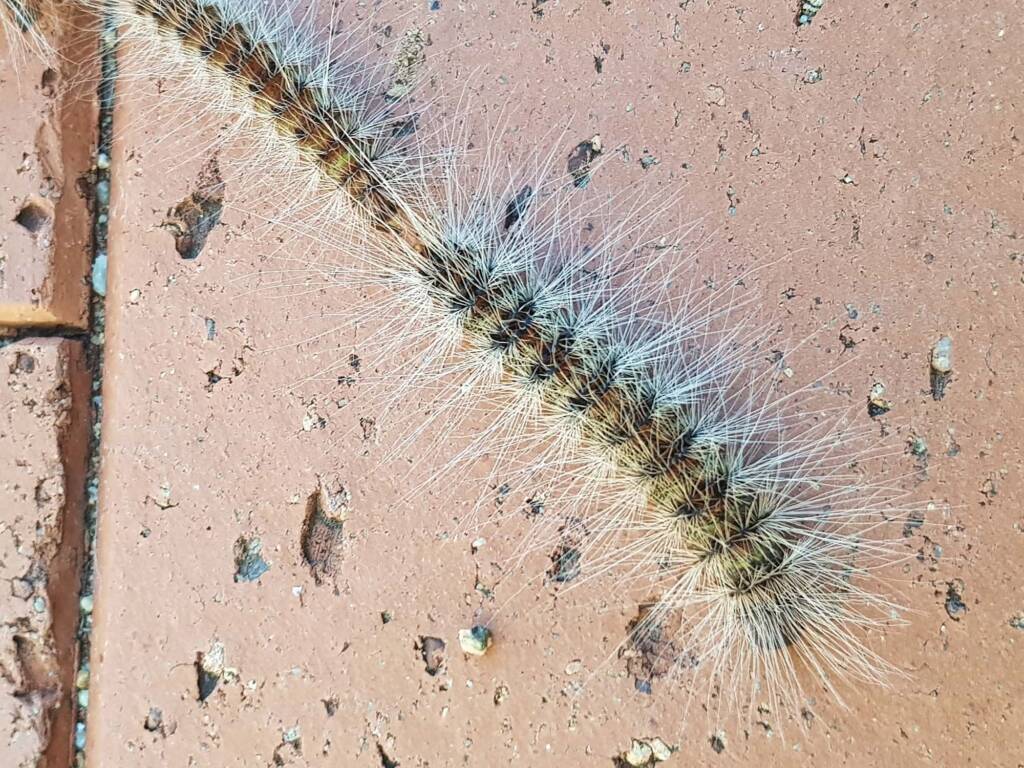 Processionary Caterpillar (Ochrogaster lunifer), Alice Springs NT