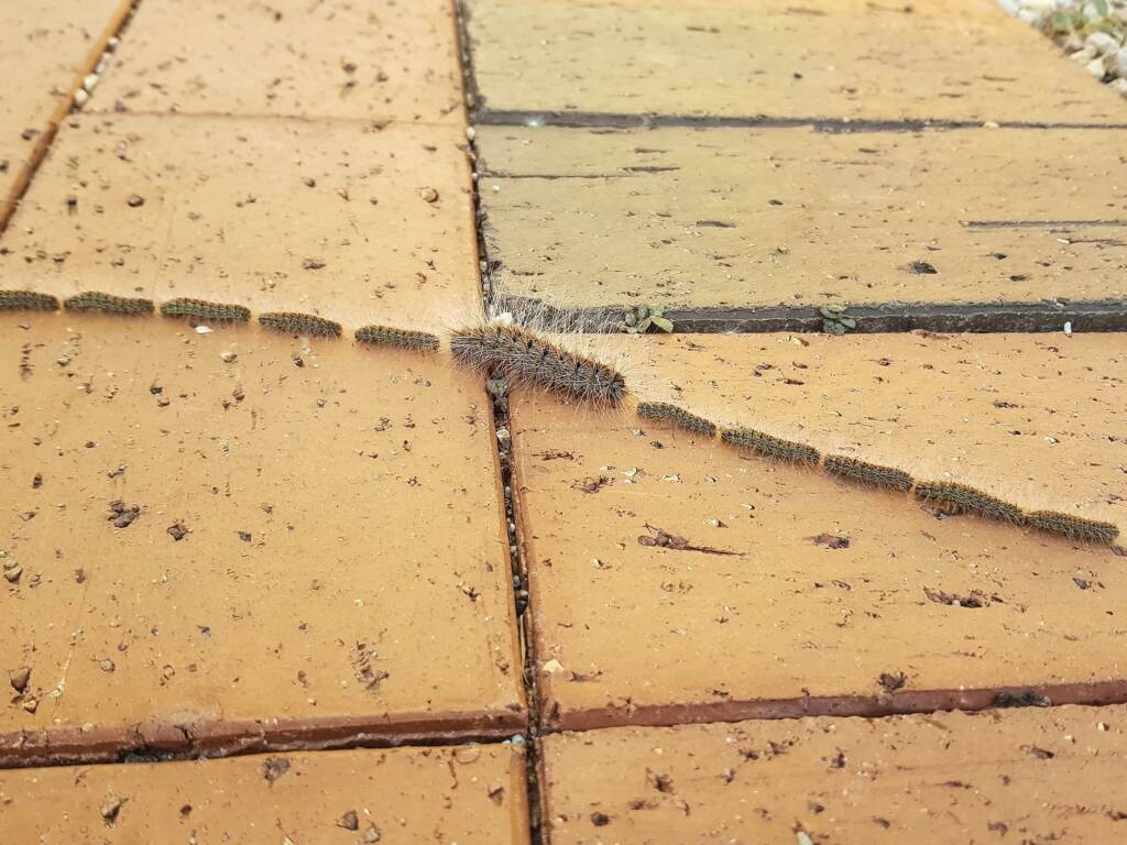 Processionary Caterpillar (Ochrogaster lunifer), Alice Springs NT