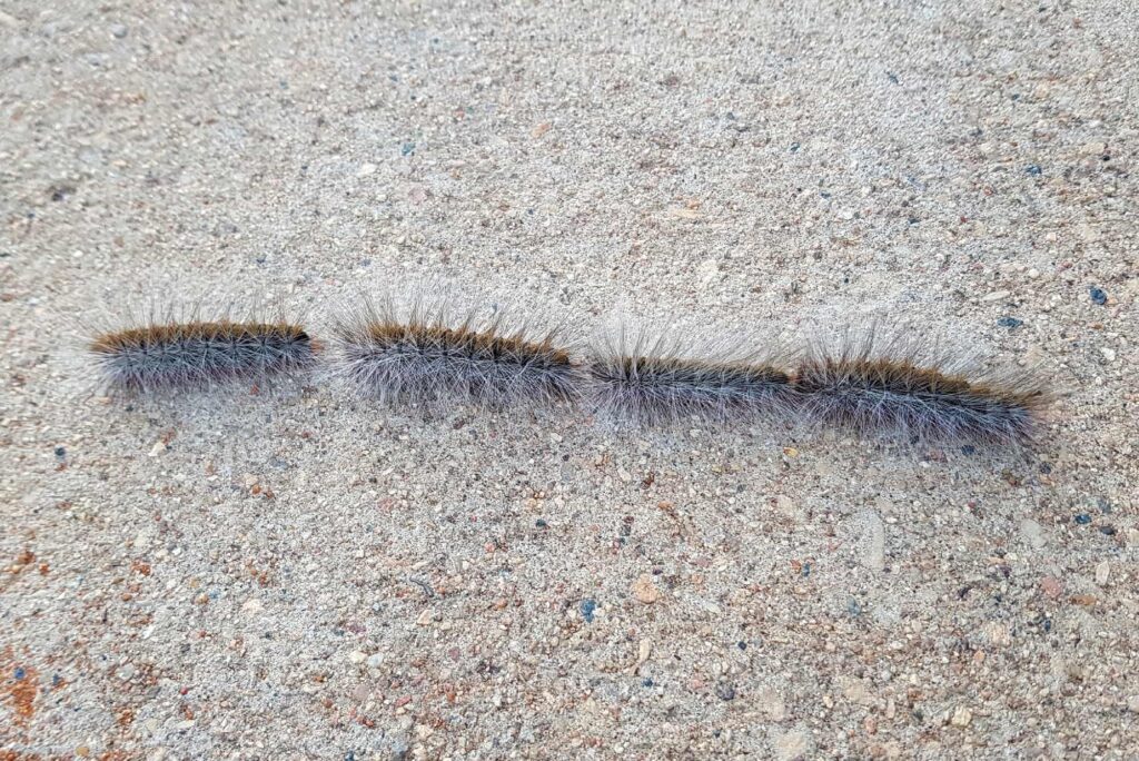 Processionary Caterpillars, Alice Springs NT