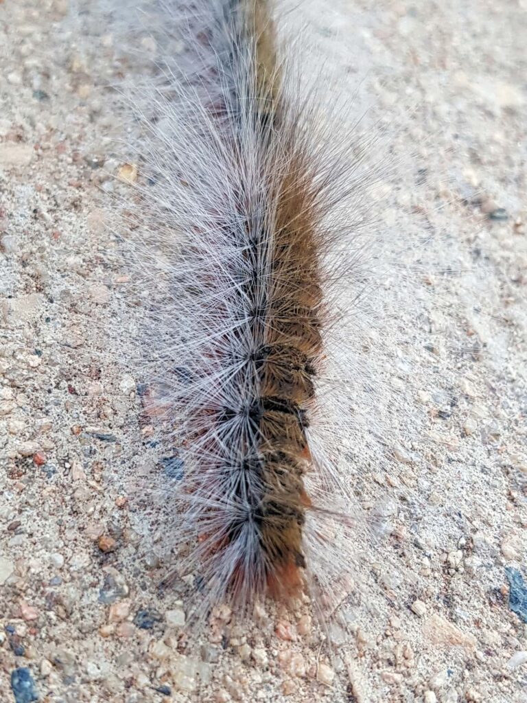 Processionary Caterpillars, Alice Springs NT