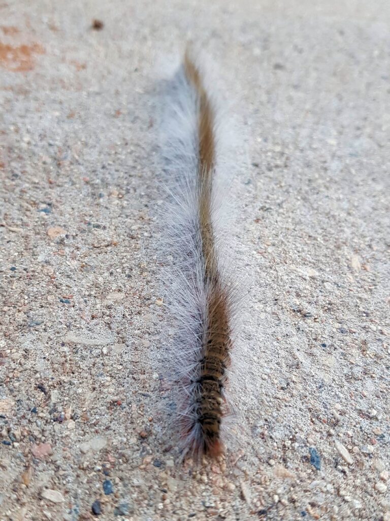 Processionary Caterpillars, Alice Springs NT