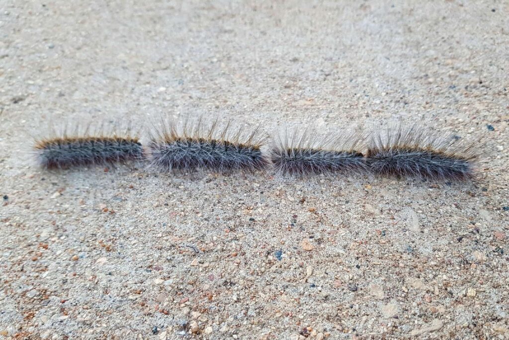 Processionary Caterpillars, Alice Springs NT