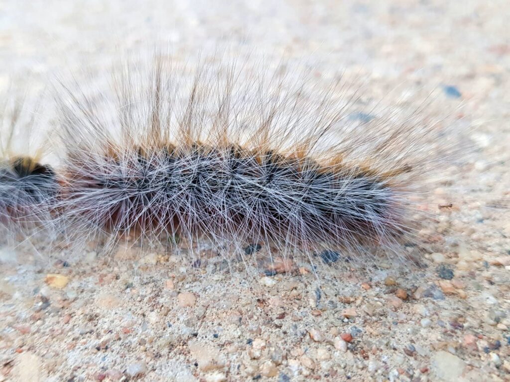 Processionary Caterpillars, Alice Springs NT