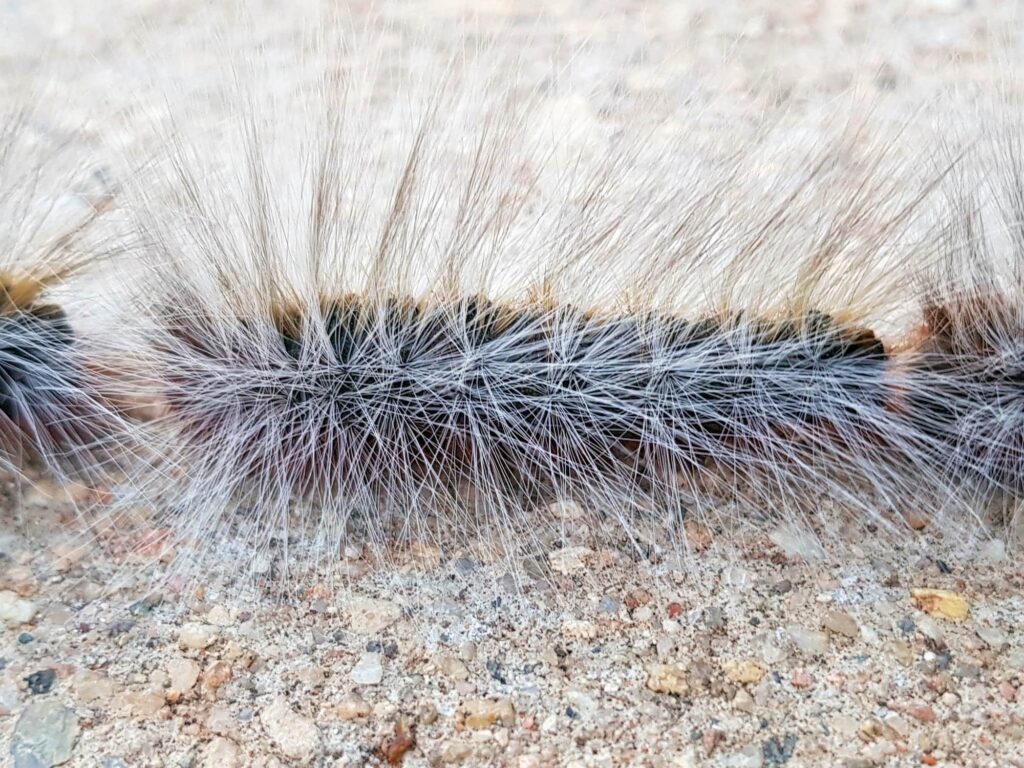 Processionary Caterpillars, Alice Springs NT