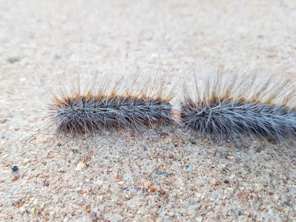 Processionary Caterpillars, Alice Springs NT