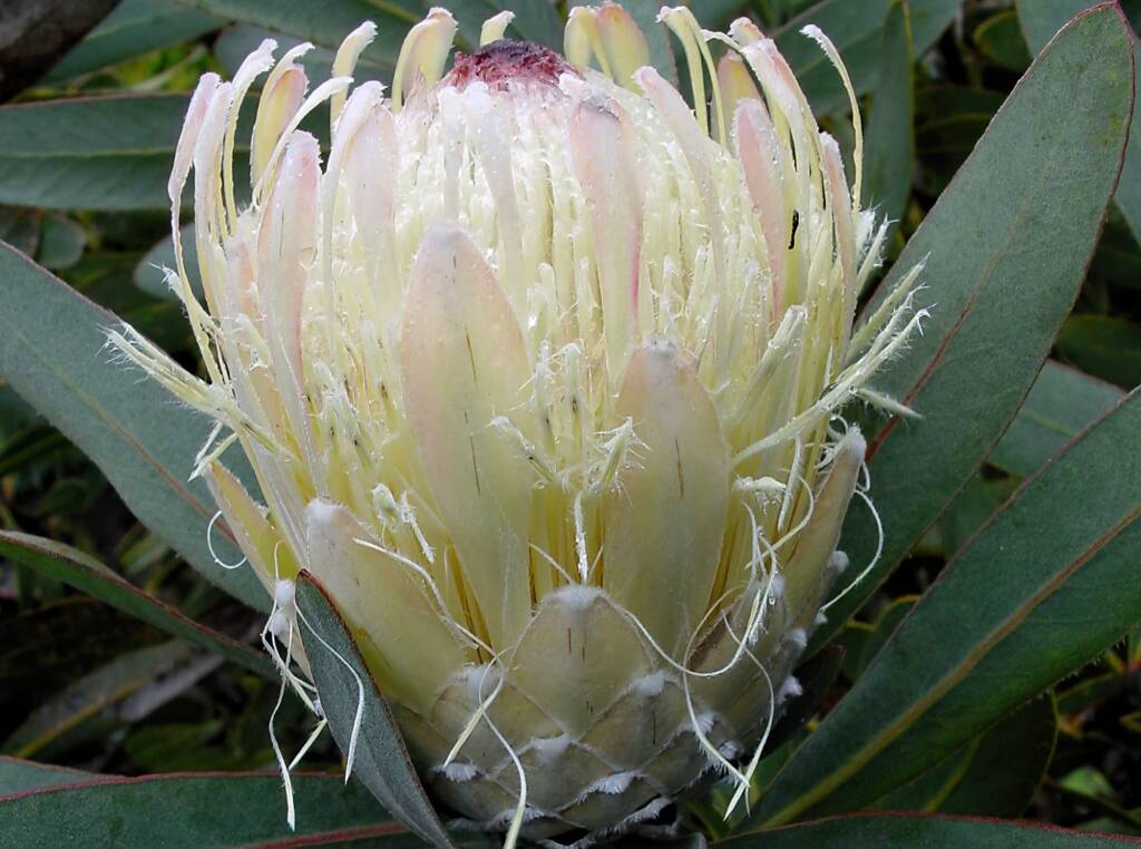 Potberg Sugarbush (Protea aurea ssp potbergensis), Blue Mountains Botanic Garden NSW