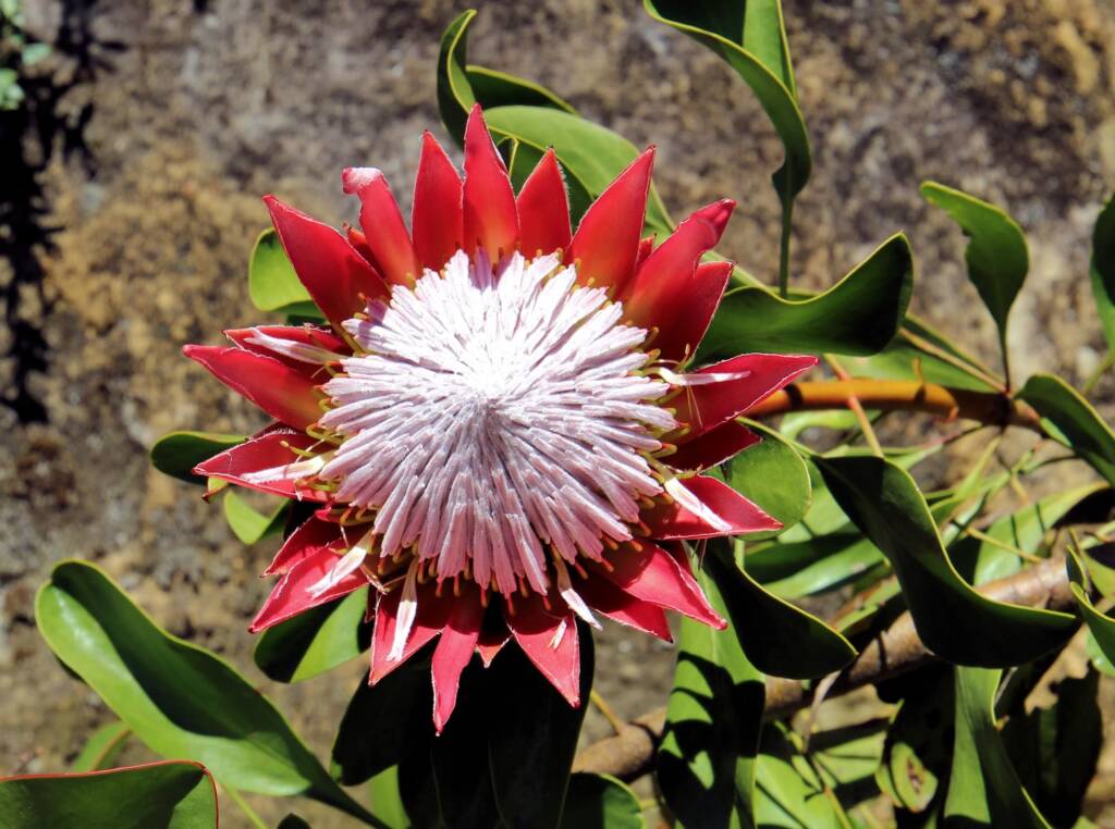Little Prince (Protea cynaroides), Blue Mountains Botanic Garden, NSW