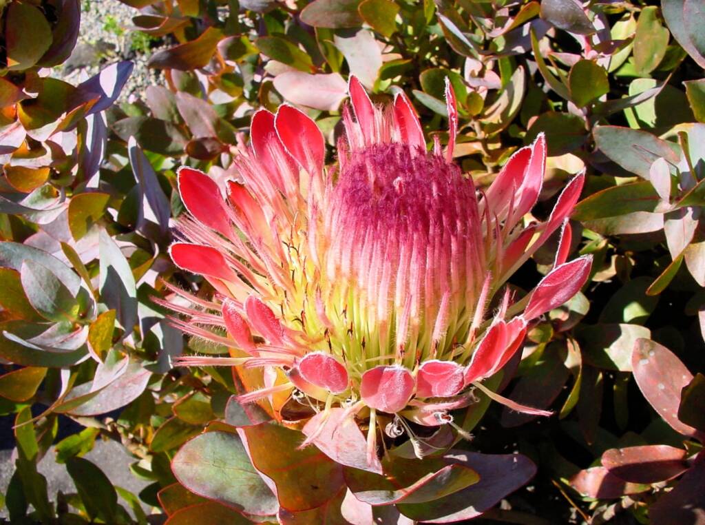Broadleaf Sugarbush (Protea eximia), Blue Mountains Botanic Garden, NSW