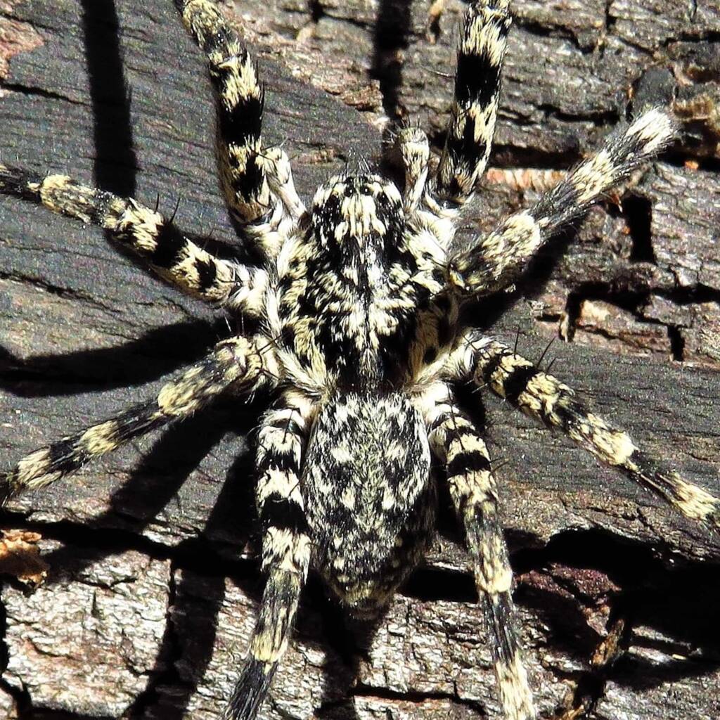 Prowling Spider (genus Miturga), Bermagui NSW © Deb Taylor