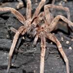 Prowling Spider (genus Miturga), Flynn WA © Jean and Fred Hort