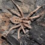 Prowling Spider (genus Miturga), Flynn WA © Jean and Fred Hort