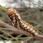 Banksia Moth caterpillar (Psalidostetha banksiae), Alice Springs Desert Park NT