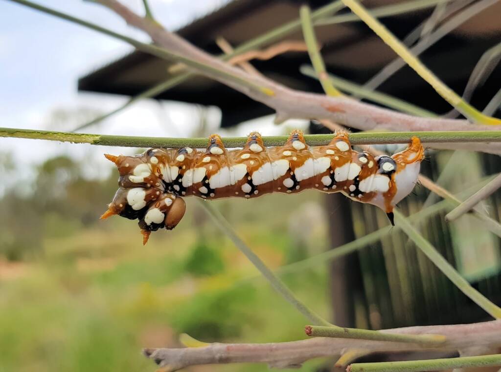 Banksia Moth caterpillar (Psalidostetha banksiae), Alice Springs Desert Park NT