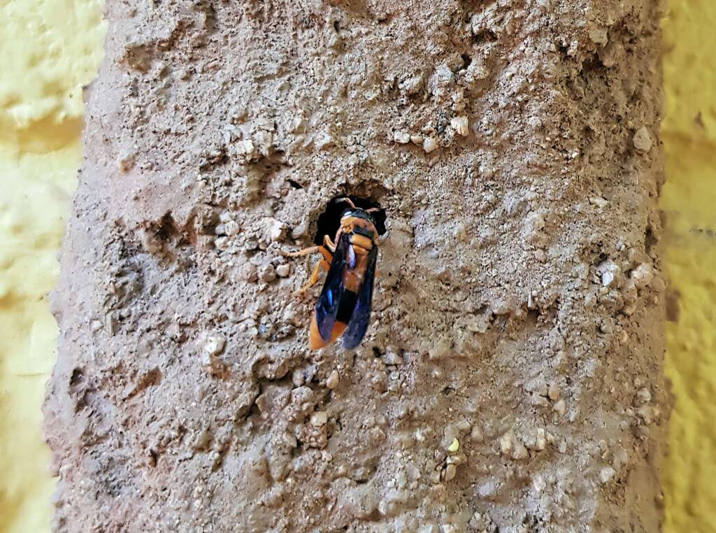 Pseudabispa bicolor ssp. nigrocinctoides (Potter Wasp), Alice Springs, NT