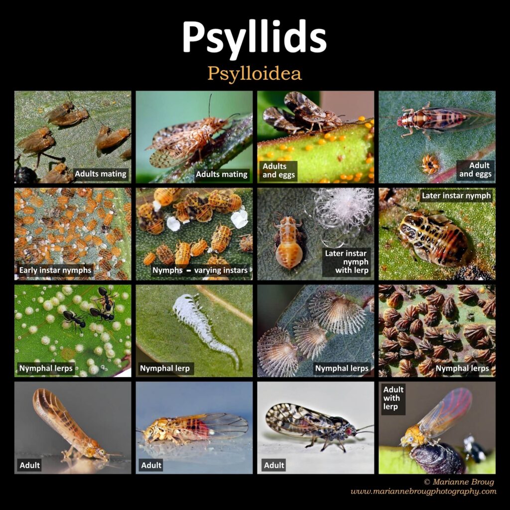 Psyllids Life Cycle (Psylloidea) © Marianne Broug