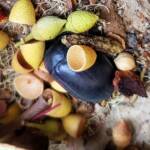 Blue Pie-dish Beetle (Pterohelaeus sp), Alice Springs NT