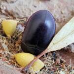 Blue Pie-dish Beetle (Pterohelaeus sp), Alice Springs NT