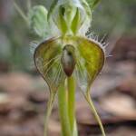 Pterostylis ciliata (Hairy Rufous Greenhood), Stirling Range National Park WA © Terry Dunham
