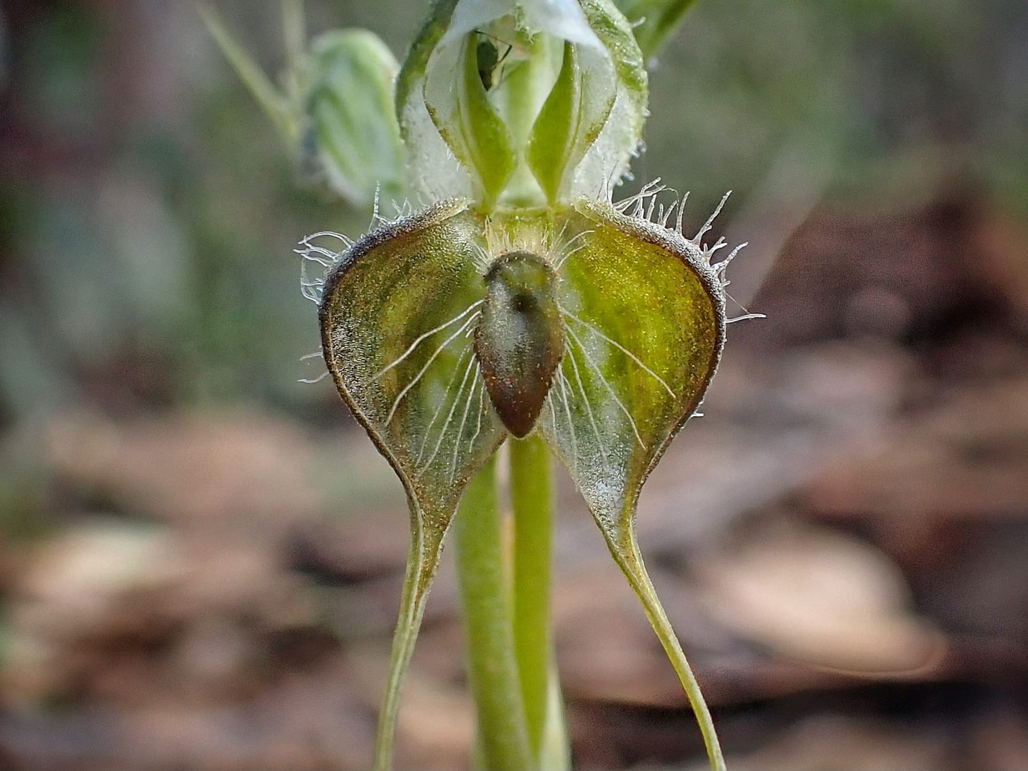Pterostylis ciliata (Hairy Rufous Greenhood), Stirling Range National Park WA © Terry Dunham