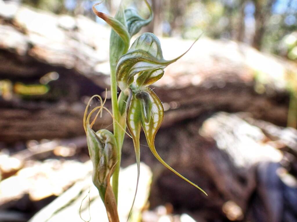 Pterostylis picta (Painted Rufous Greenhood), Great Southern Region WA © Terry Dunham