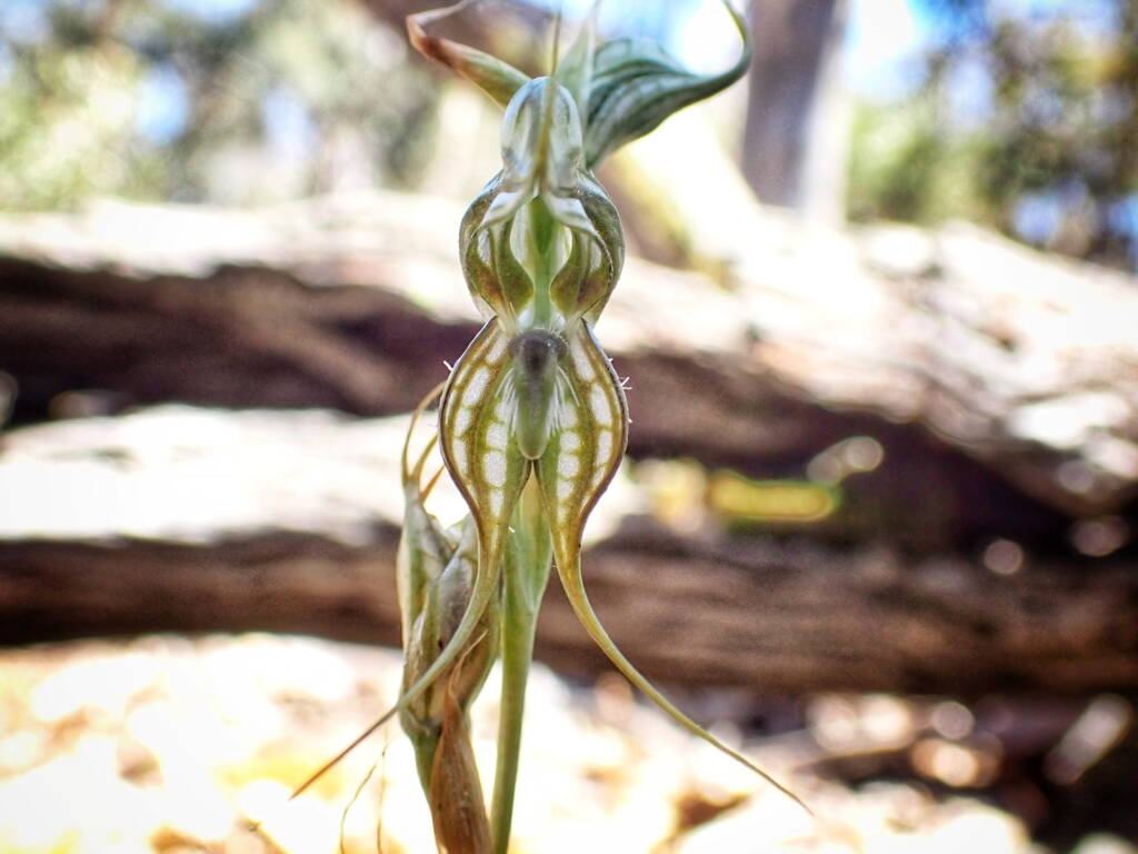 Pterostylis picta (Painted Rufous Greenhood), Great Southern Region WA © Terry Dunham