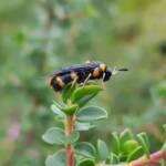 Pterygophorus cinctus (Bottlebrush Sawfly), Royal Botanic Garden Sydney NSW