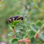 Pterygophorus cinctus (Bottlebrush Sawfly), Royal Botanic Garden Sydney NSW