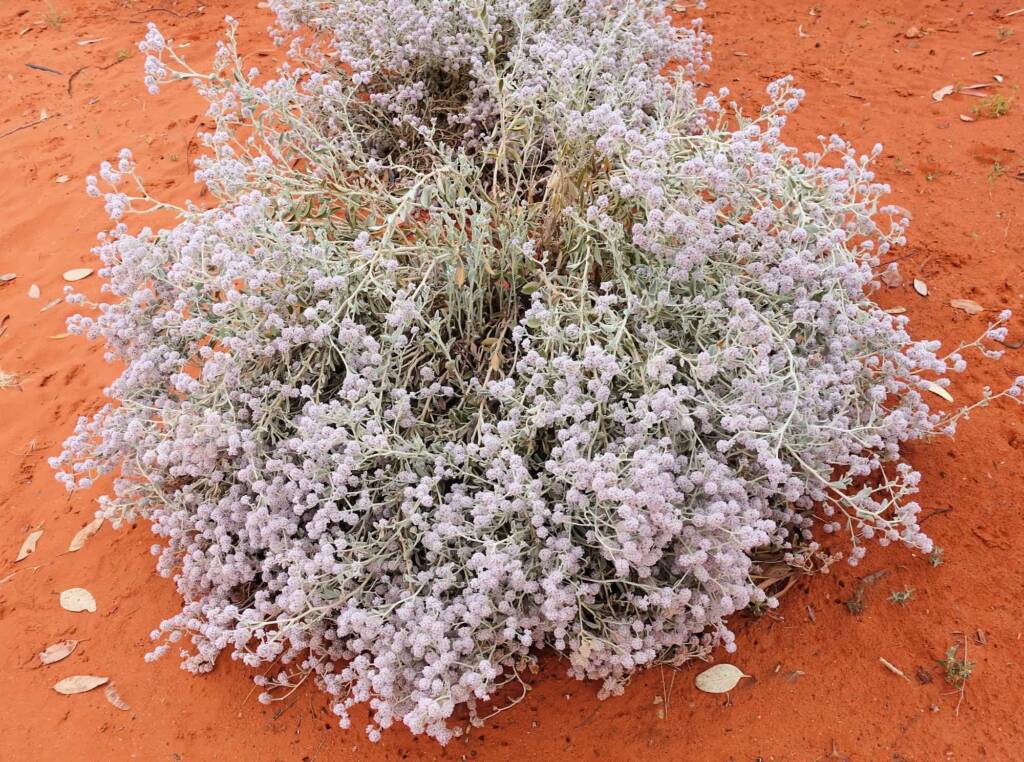 Cotton Bush (Ptilotus obovatus), Alice Springs Desert Park NT