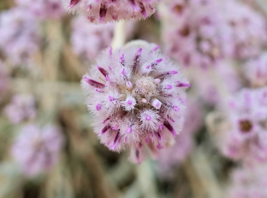 Cotton Bush (Ptilotus obovatus), Alice Springs Desert Park NT