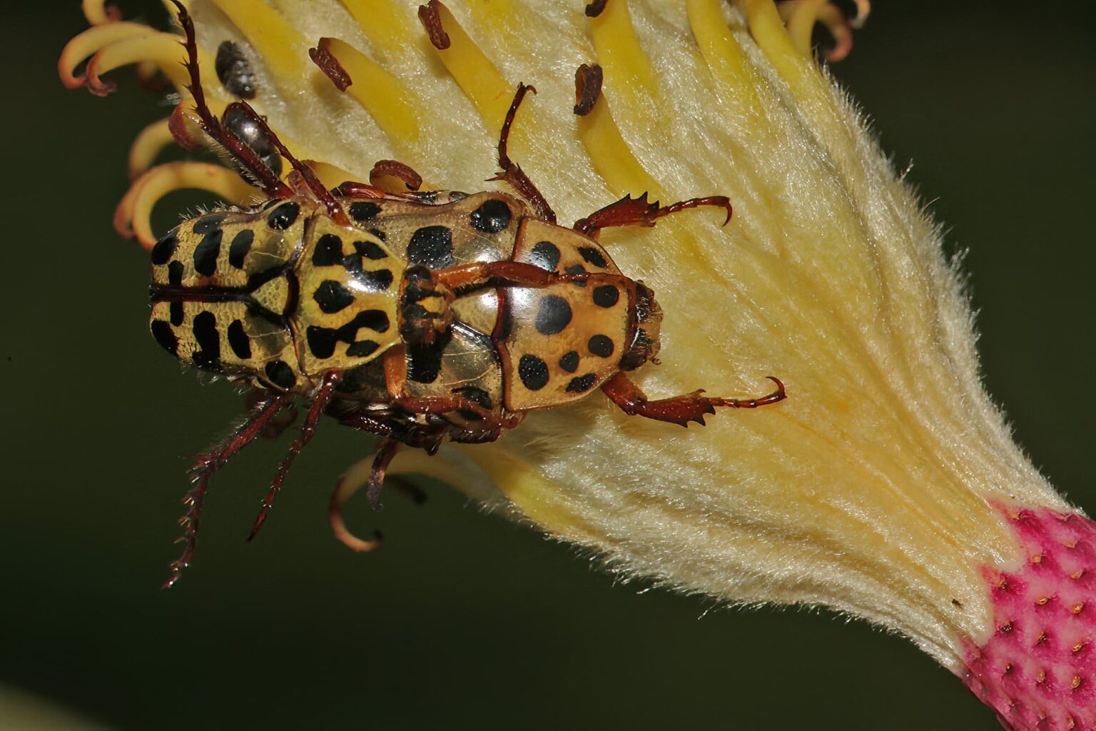 Punctate Flower Chafer Beetle Ausemade