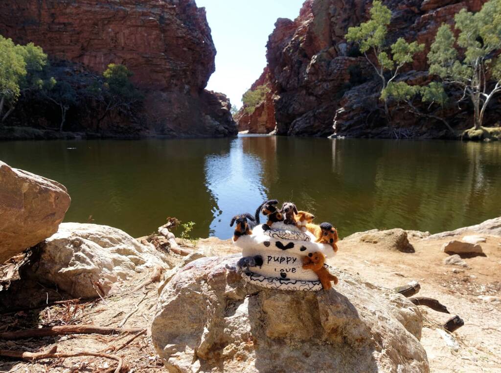 Puppy Love, Alice Springs Beanie Festival, Central Australia NT