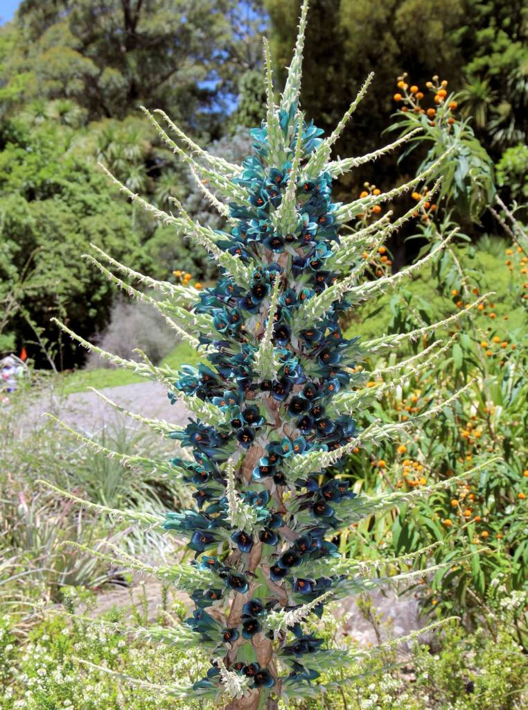 Blue Puya (Puya alpestris subsp zoellneri), Blue Mountains Botanic Garden NSW