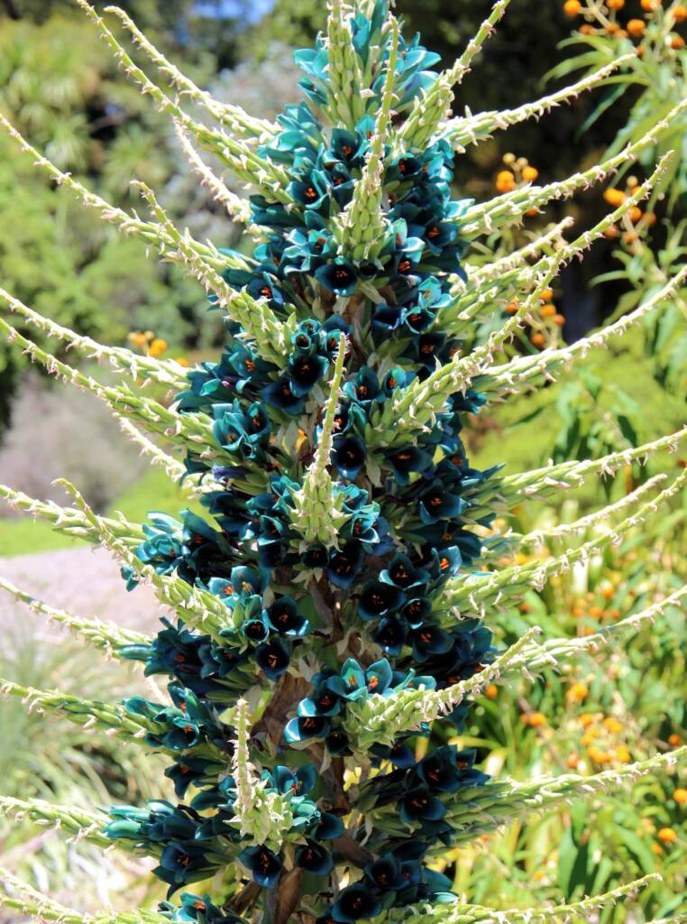 Blue Puya (Puya alpestris subsp zoellneri), Blue Mountains Botanic Garden NSW