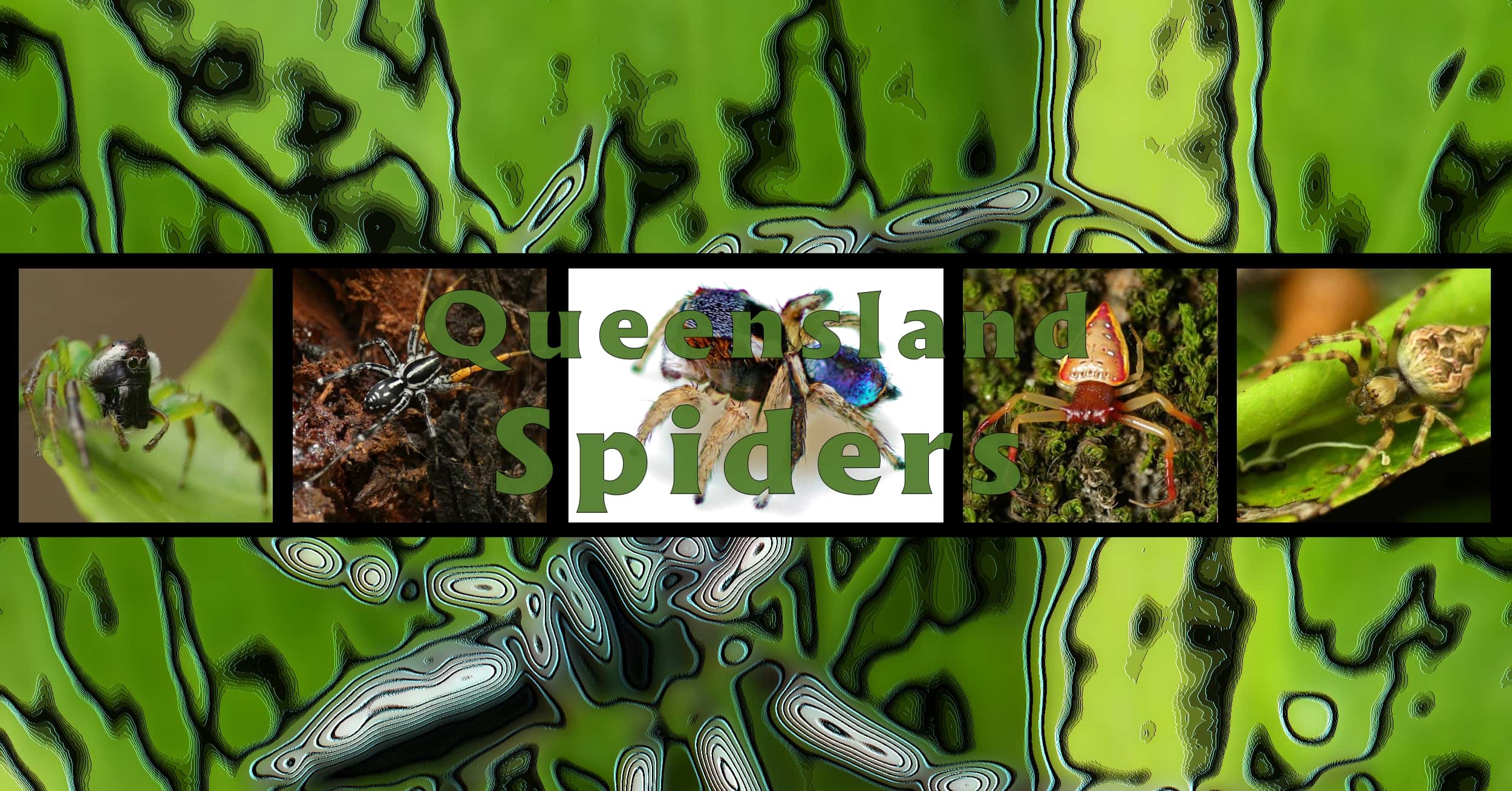 Queensland Spiders - Ausemade filmstrip