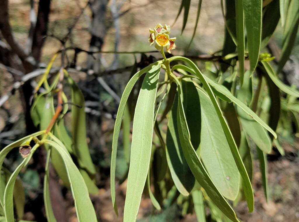 Quandong (Santalum acuminatum), Alice Springs Desert Park