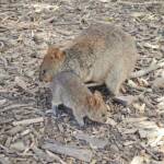 Quokka (Setonix brachyurus), Rottnest Island (Wadjemup) WA © Terry Dunham