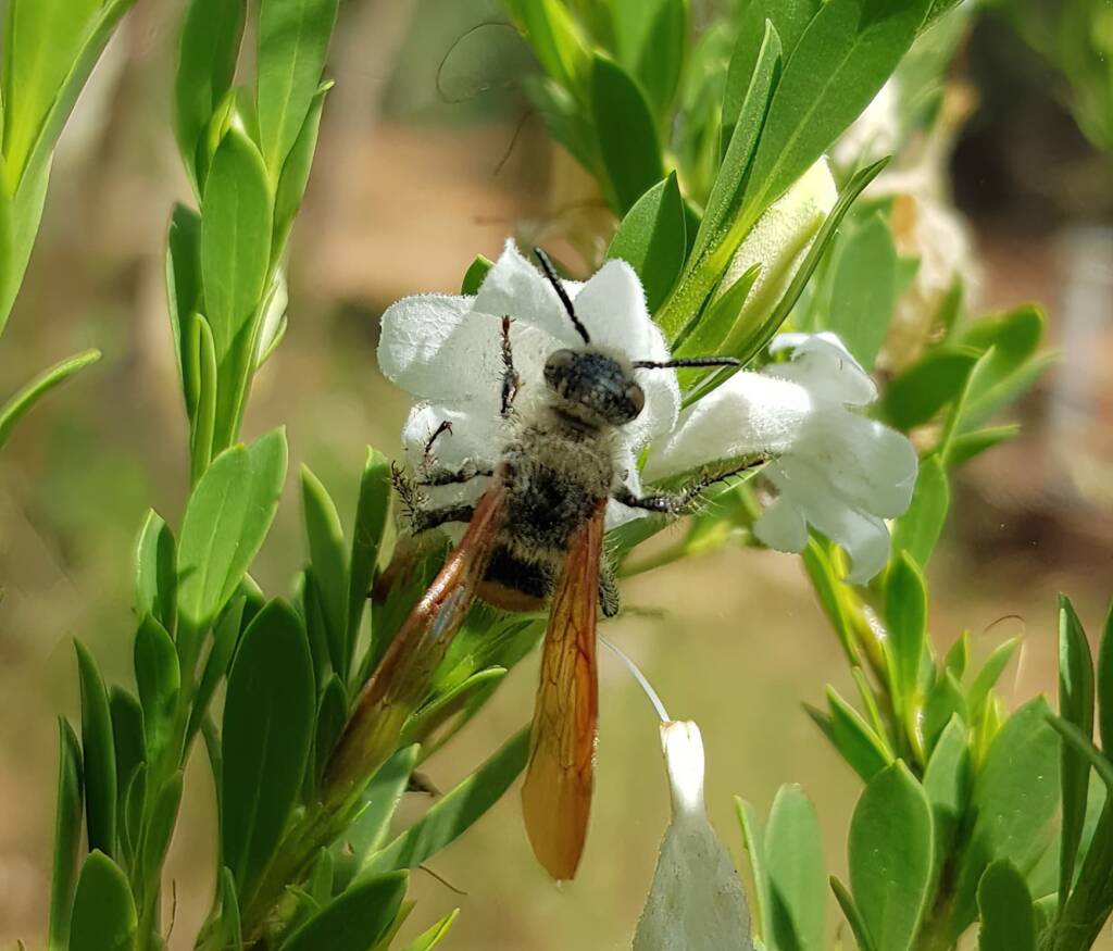 Female Yellow Hairy Flower Wasp (Radumeris tasmaniensis), Olive Pink Botanic Garden, Alice Springs NT
