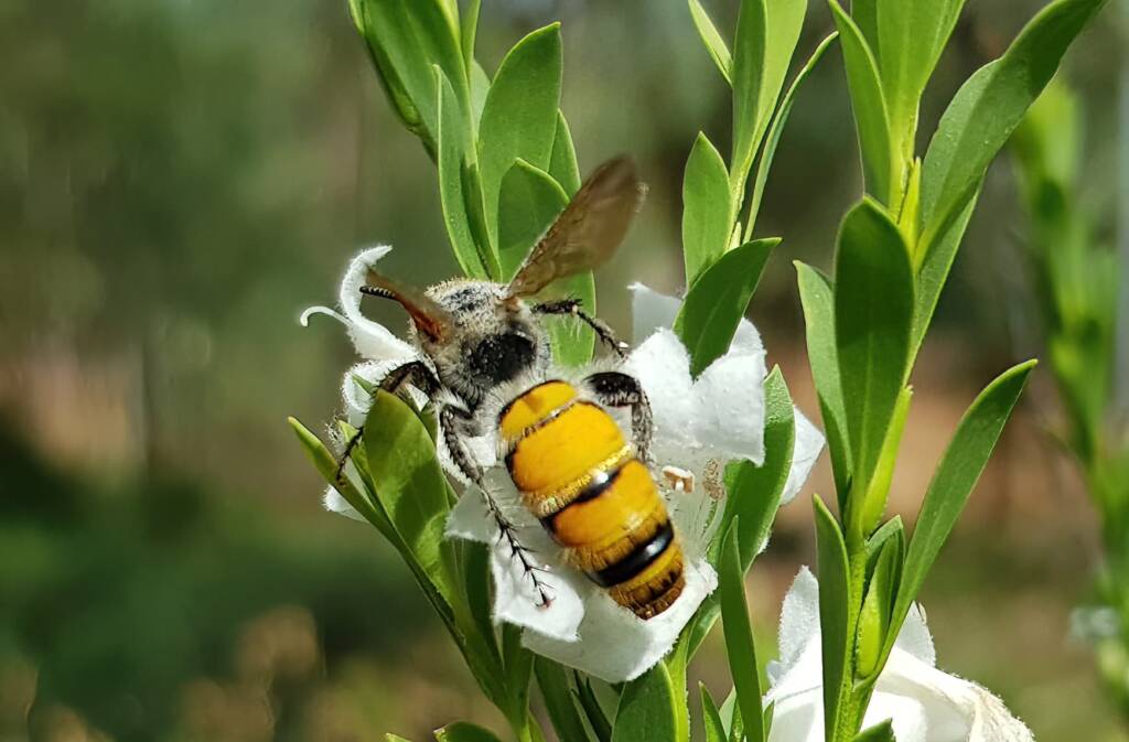 Female Yellow Hairy Flower Wasp (Radumeris tasmaniensis), Olive Pink Botanic Garden, Alice Springs NT