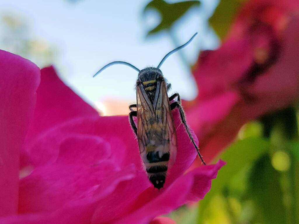 Male Radumeris tasmaniensis (Yellow Hairy Flower Wasp) rescued from a swimming pool, Alice Springs NT
