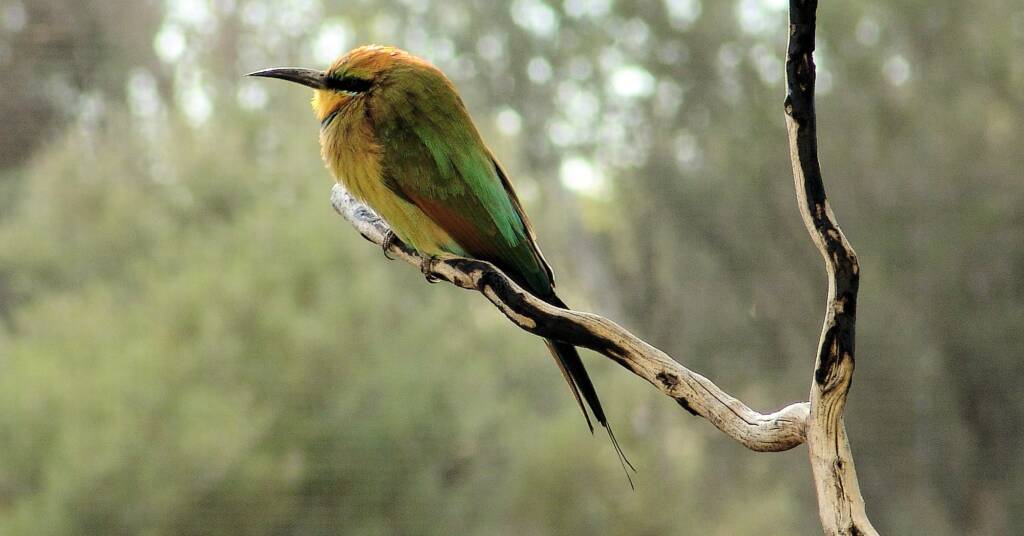 Rainbow Bee-eater (Merops ornatus), Alice Springs Desert Park
