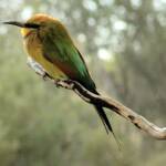 Rainbow Bee-eater (Merops ornatus), Alice Springs Desert Park