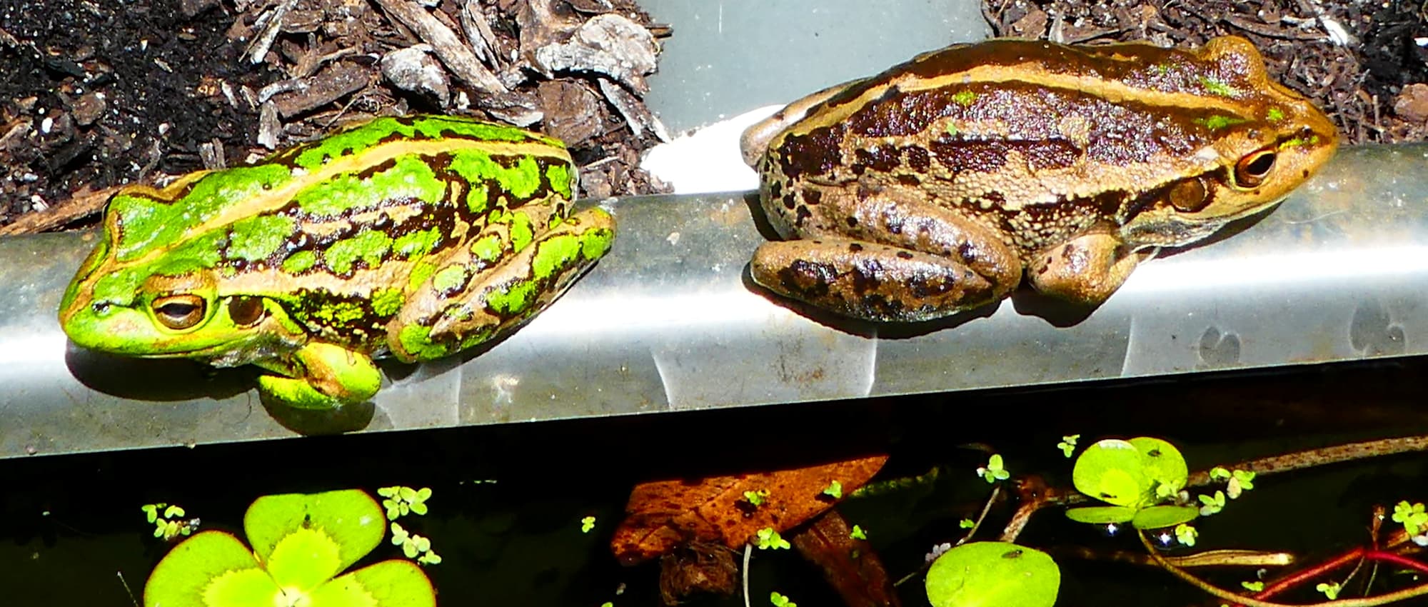 The Greenest Motorbike Frogs