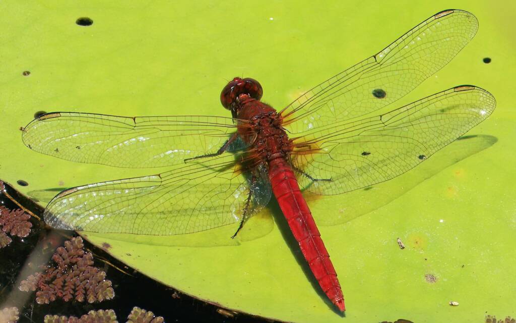 Red Arrow Dragonfly male, storm drains, Tweed Heads NSW © Jeff Melvaine
