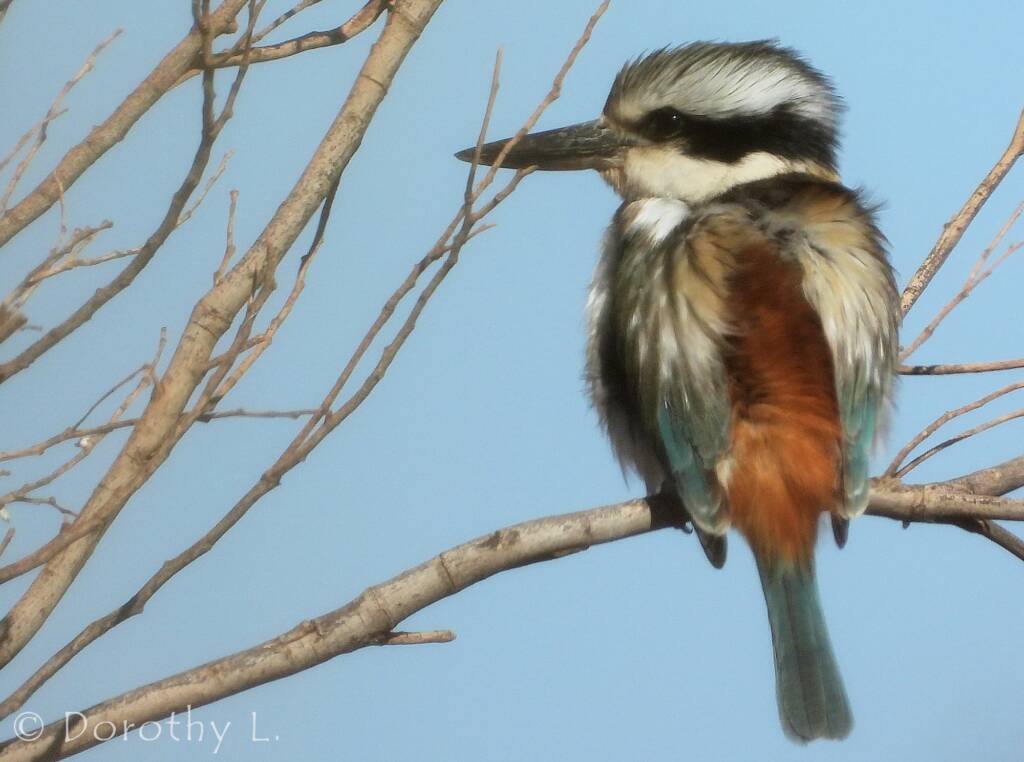 Red-backed Kingfisher (Todiramphus pyrrhopygius), Santa Teresa Road, NT