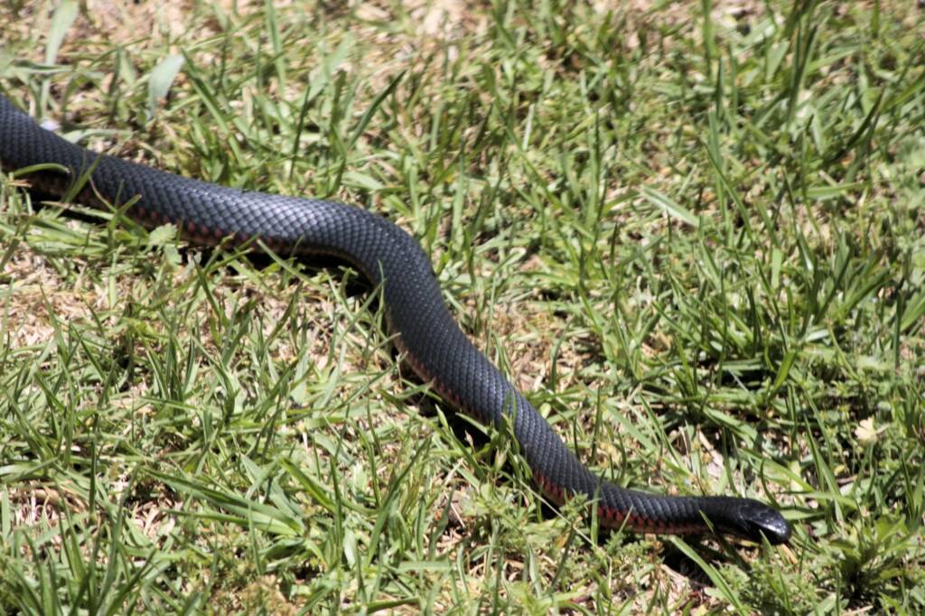 Red-bellied Black Snake (Pseudechis porphyriacus), Southern Downs QLD © Marc Newman