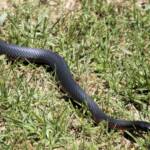 Red-bellied Black Snake (Pseudechis porphyriacus), Southern Downs QLD © Marc Newman