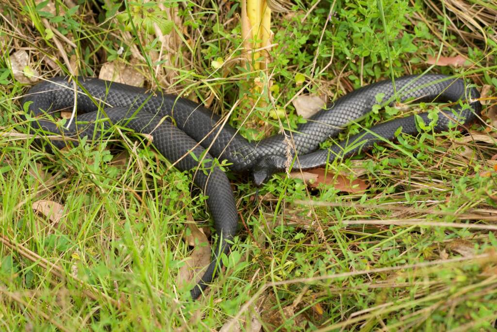 Red-bellied Black Snake (Pseudechis porphyriacus), Eurobodalla Regional Botanic Garden NSW © Phil Warburton