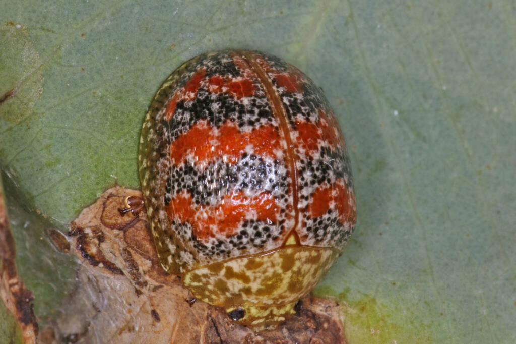 Red-blue Banded Leaf Beetle (Paropsis obsoleta) found on Eucalypt, Ballandean QLD © Marc Newman