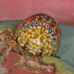 Red-blue Banded Leaf Beetle (Paropsis obsoleta) found on Eucalypt, Ballandean QLD © Marc Newman