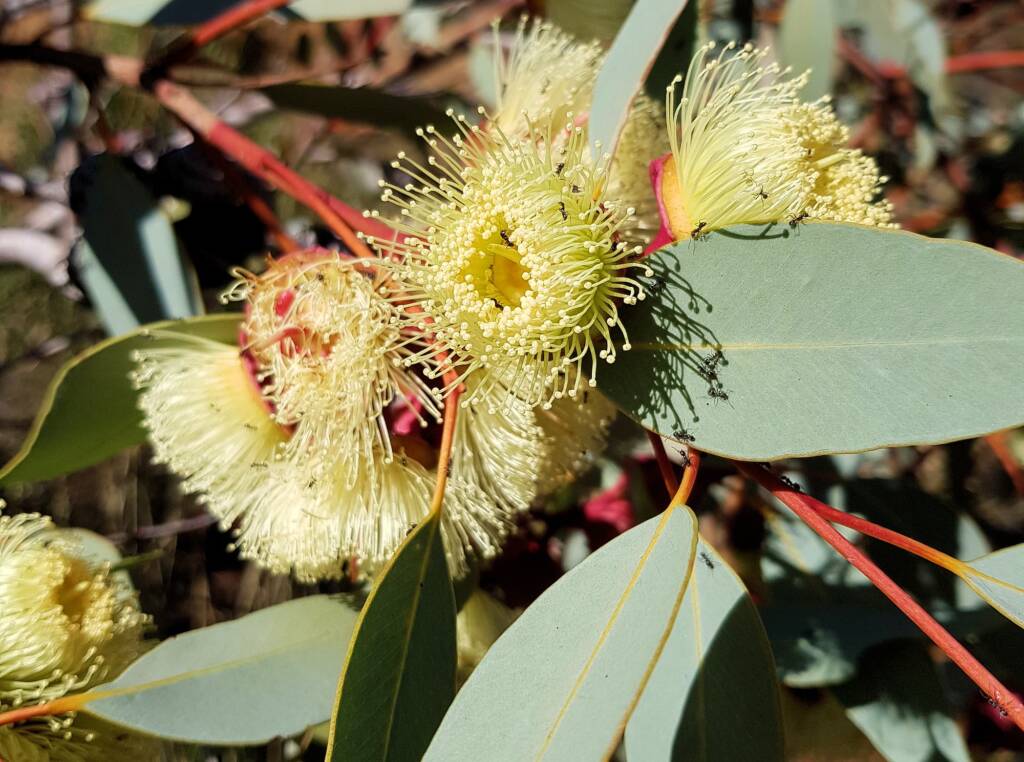 Red-bud Mallee (Eucalyptus pachyphylla), Central Australia, NT